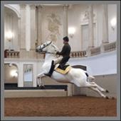 The Spanish Riding School of Vienna